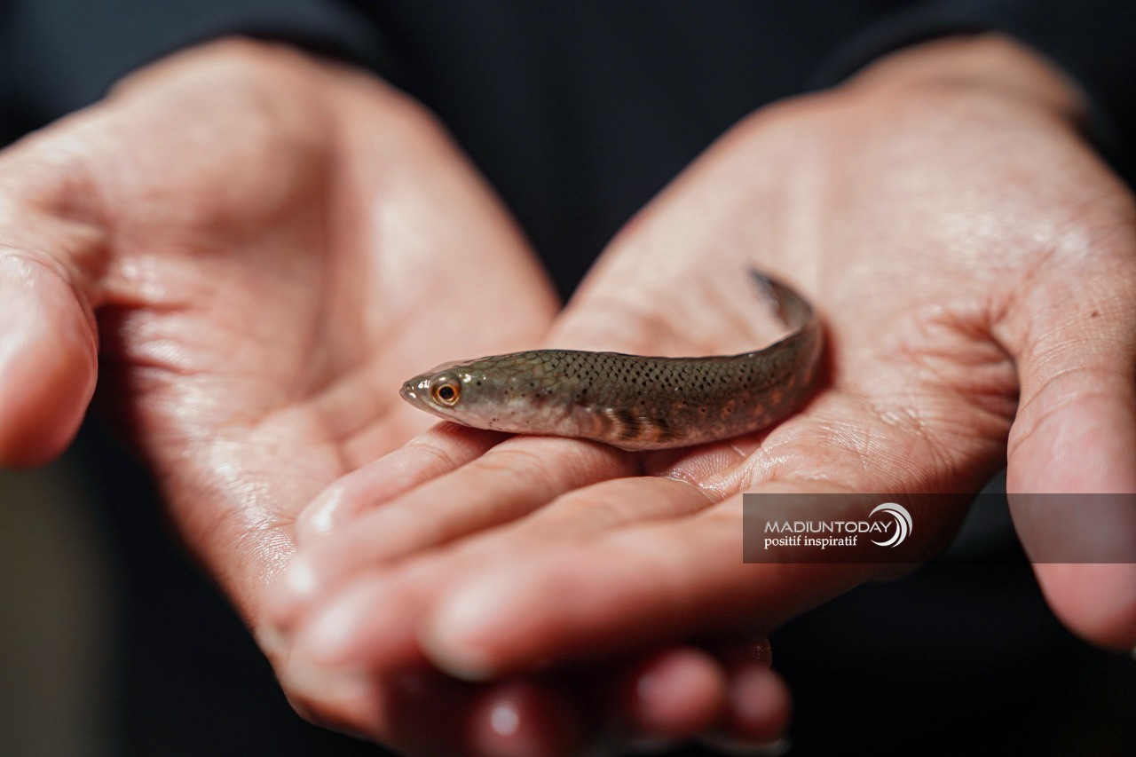 Foto 2 dari 7: Cerita Whisnu Kepincut Ikan Gabus Predator, Perawatan Mudah Hingga Raup Jutaan Rupiah