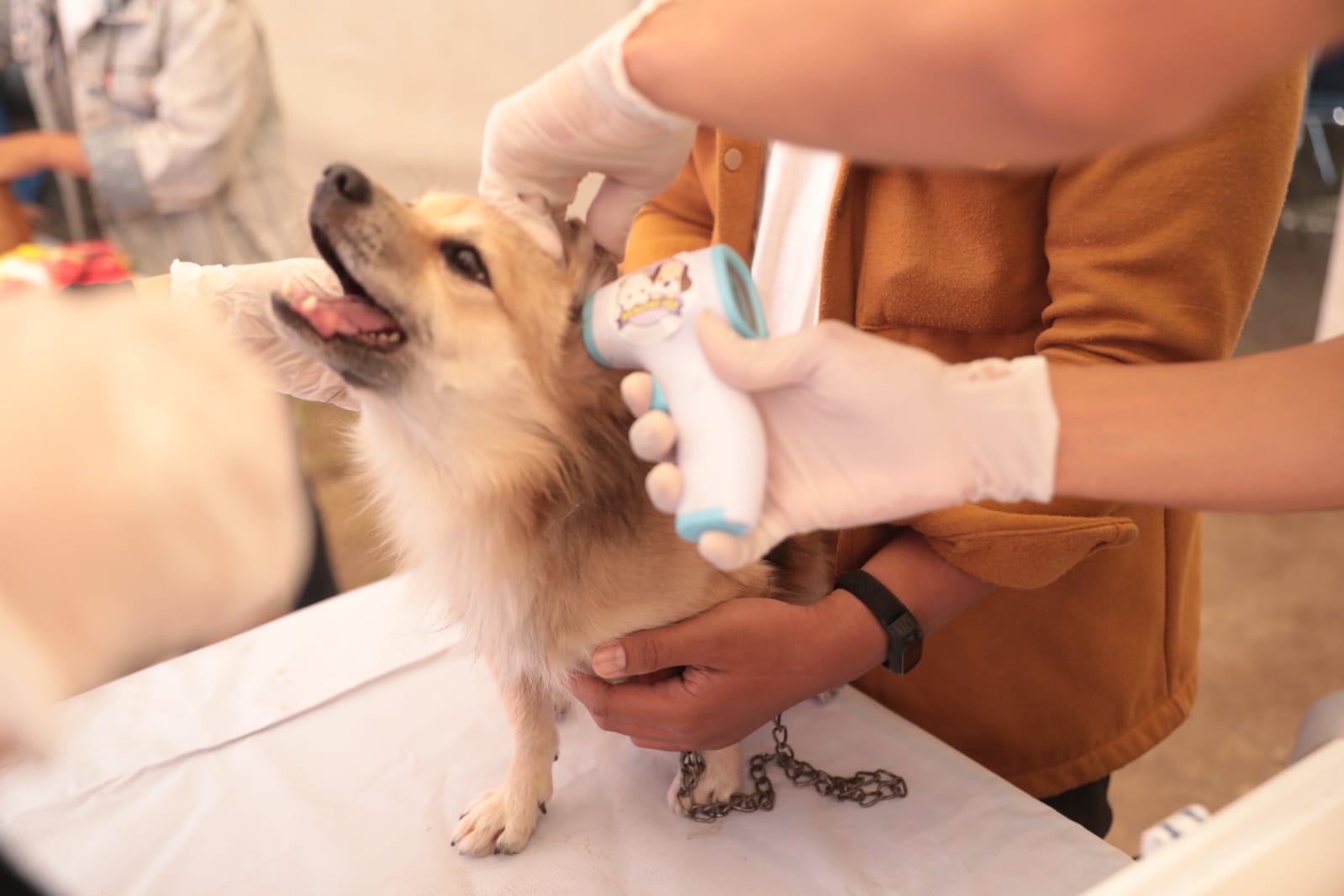Antisipasi Rabies, DKPP Gelar Vaksinasi Gratis Untuk 150 Hewan Peliharaan