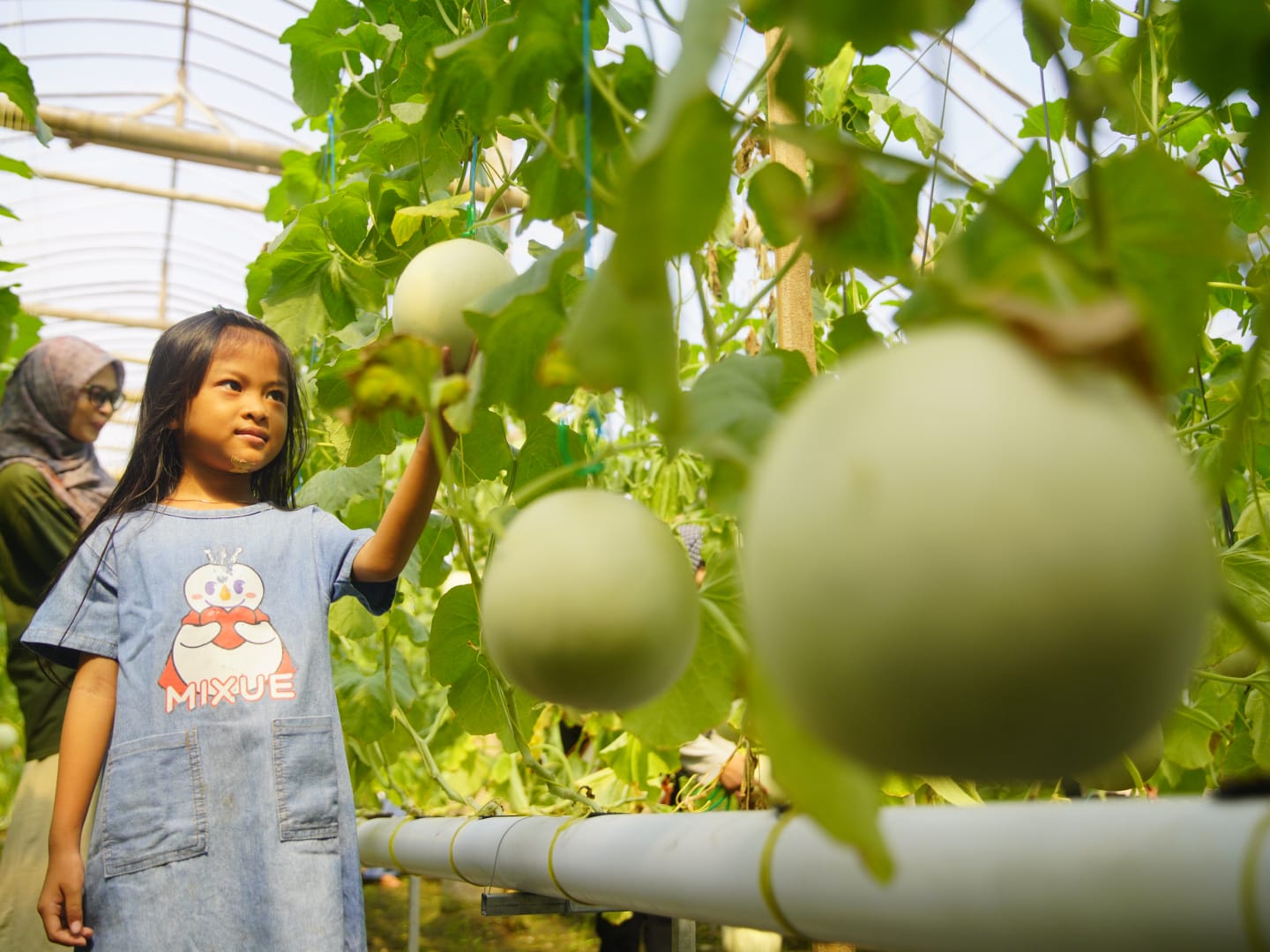 Mengisi Libur lebaran dengan wisata petik Melon Varietas Unggul