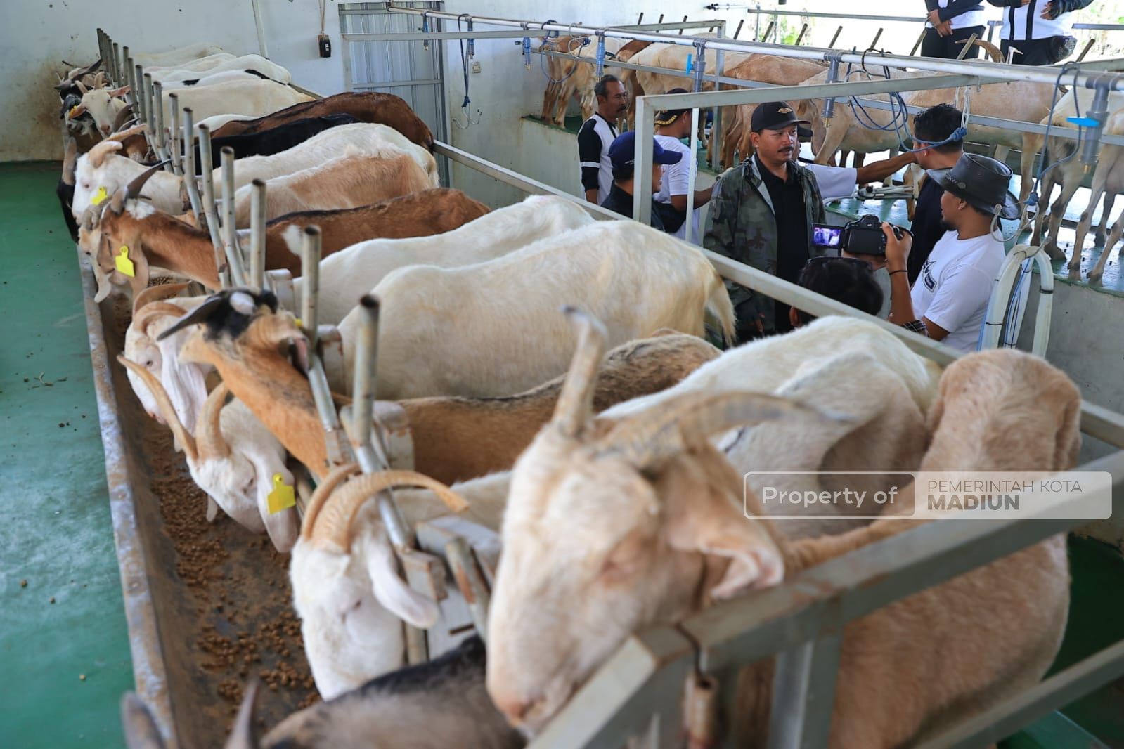 Foto 3 dari 9: Belum Ada di Mataraman, Wali Kota Ingin Hadirkan Peternakan Kambing Perah dan Industri Pengolahan Susu Kambing di Kota Pendekar