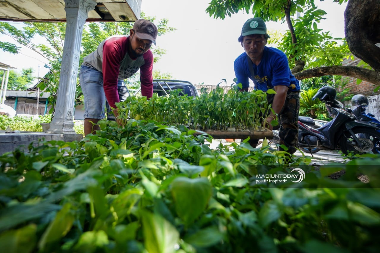 Foto 2 dari 9: Pembagian Bibit Cabai Terus Berlangsung, Ada 8.100 Bibit Untuk 27 Kelurahan