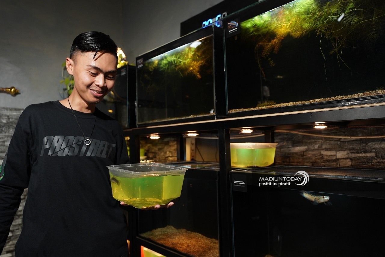 Foto 4 dari 7: Cerita Whisnu Kepincut Ikan Gabus Predator, Perawatan Mudah Hingga Raup Jutaan Rupiah