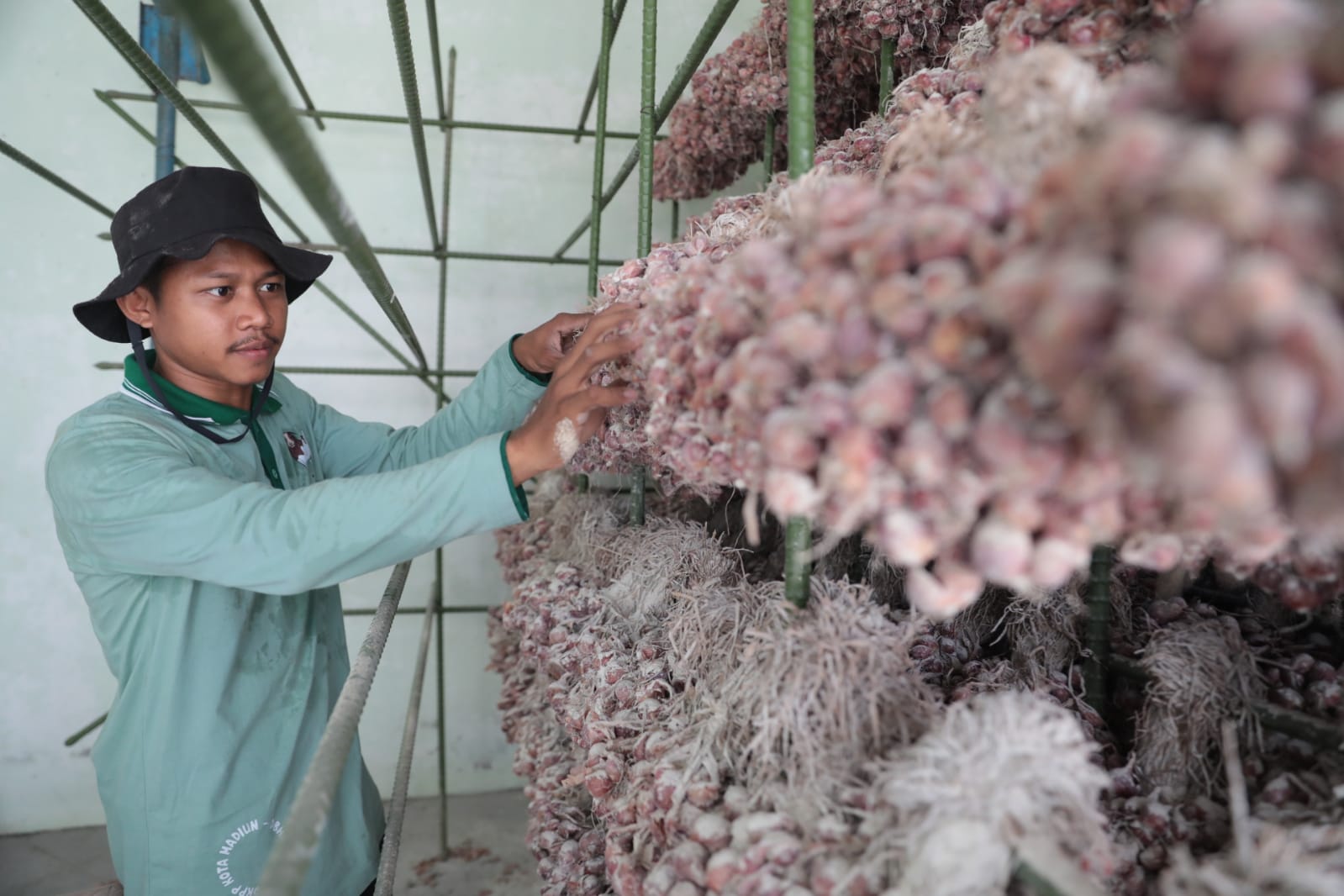 Foto 3 dari 4: Gali Potensi Pertanian Non Padi, DKPP Ajak Petani Tanam Bawang Merah