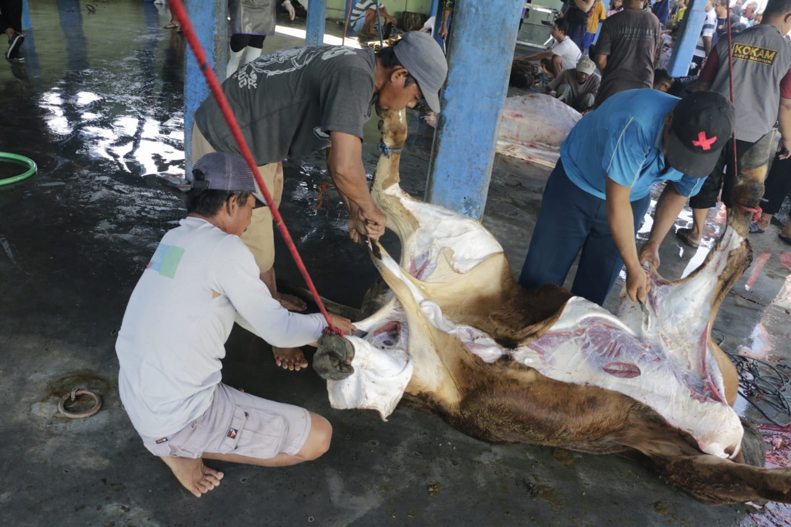 Pastikan Hewan Kurban Sehat, DKPP Lakukan Pemeriksaan Post Mortem di RPH