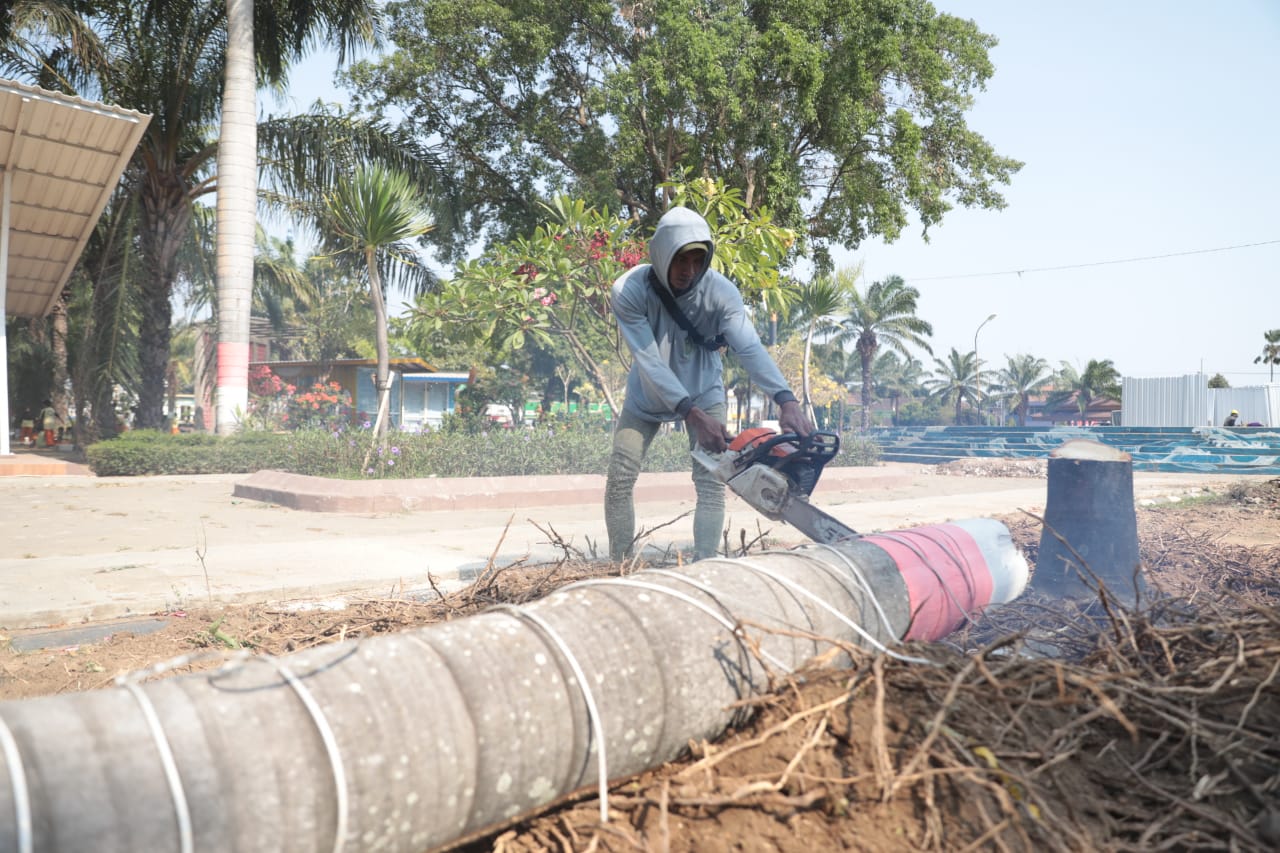 Agar Lebih Rapi Sekaligus Antisipasi Angin Kencang, Perkim Lakukan Pemangkasan Pohon